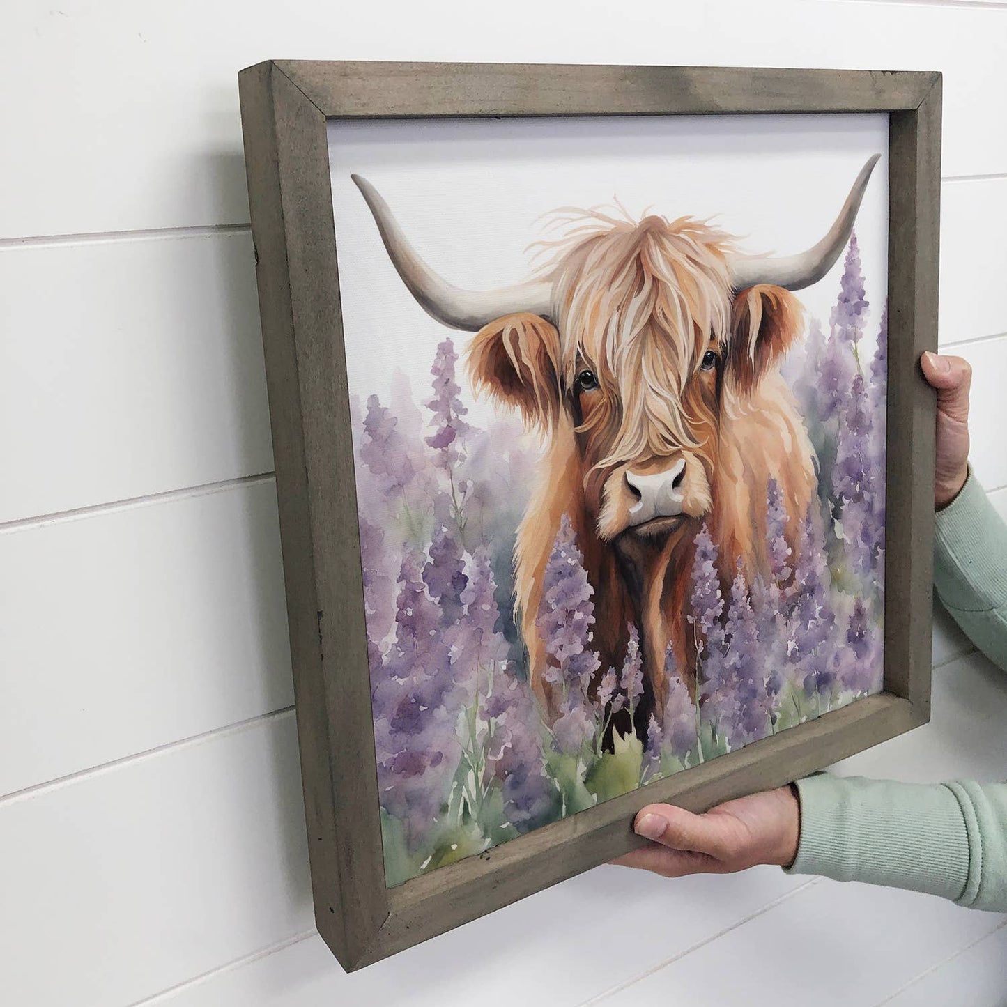 Highland Cow Lavender Fields